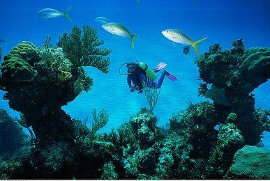 Xbox“极地行动”手柄国行版4月1日发售 定价499元